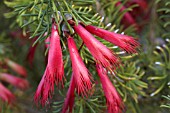 NATIVE WESTERN AUSTRALIAN CALOTHAMNUS SANGUINEUS