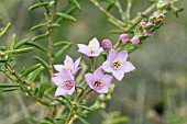 NATIVE WESTERN AUSTRALIAN BORNIA GENUS