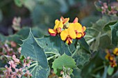 NATIVE WESTERN AUSTRALIAN GASTROLOBIUM SPINOSUM SHRUB