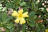 FLOWER OF THE ENDEMIC WESTERN AUSTRALIAN HIBBERTIA CUNEIFORMIS BUSH