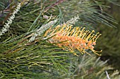 GOLDEN LYRE IS ONE OF MANY GREVILLEA CULTIVARS DEVELOPED FOR SHOW AND THE HORTICULTURAL INDUSTRY