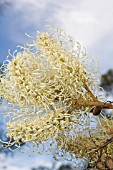 MASS FLOWERING OF AN ENDEMIC WESTERN AUSTRALIAN GREVILLEA LEUCOPTERIS TREE