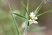 ACANTHOCARPUS PREISII. ALSO KNOWN AS THE KEROSENE BUSH ON ACCOUNT OF ITS FLAMABILITY