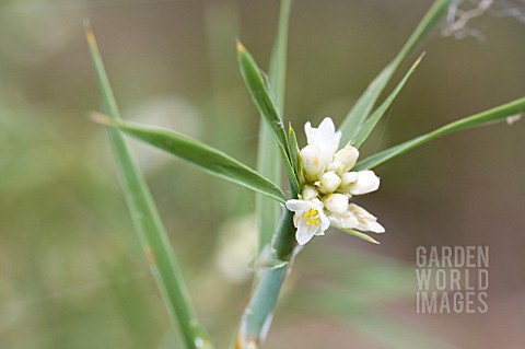 ACANTHOCARPUS_PREISII_ALSO_KNOWN_AS_THE_KEROSENE_BUSH_ON_ACCOUNT_OF_ITS_FLAMABILITY