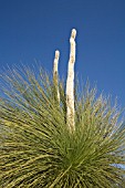 ENDEMIC WESTERN AUSTRALIAN XANTHORRHOEA GRASS TREE