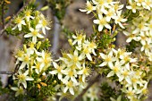 ENDEMIC WESTERN AUSTRALIAN CALYTRIX FLAVESCENS