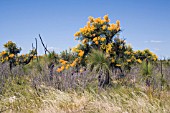 ENDEMIC WESTERN AUSTRALIAN NUYTSIA FLORIBUNDA TREE IN FULL FLOWER