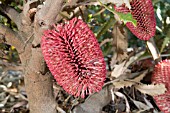 ENDEMIC WESTERN AUSTRALIAN BANKSIA CALEYI SHRUB