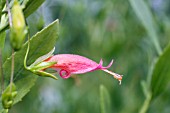 AUSTRALIAN EREMOPHILA FLOWER, COMMONLY KNOWN AS POVERTY OR EMU