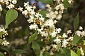 ENDEMIC WESTERN AUSTRALIAN ACACIA UROPHYLLA BUSH IN FULL FLOWER