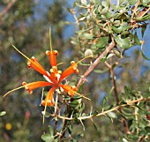 THE NATIVE WESTERN AUSTRALIAN LAMBERTIA INERMIS PLANT