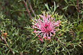 NATIVE WESTERN AUSTRALIAN ISOPOGON DUBIUS