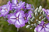 NATIVE WESTERN AUSTRALIAN THYSANOTUS MULTIFLORUS