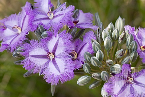 NATIVE_WESTERN_AUSTRALIAN_THYSANOTUS_MULTIFLORUS