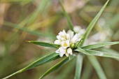 ACANTHOCARPUS PREISII. ALSO KNOWN AS THE KEROSENE BUSH ON ACCOUNT OF ITS FLAMABILITY