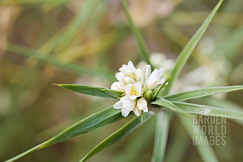 ACANTHOCARPUS_PREISII_ALSO_KNOWN_AS_THE_KEROSENE_BUSH_ON_ACCOUNT_OF_ITS_FLAMABILITY