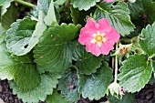 PINK STRAWBERRY FLOWER