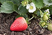 RIPE STRAWBERRY AND FLOWER