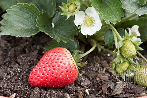 RIPE_STRAWBERRY_AND_FLOWER