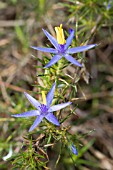 WESTERN AUSTRALIAS NATIVE CALECTASIA NARRAGARA