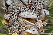 NATIVE WESTERN AUSTRALIAN BANKSIA SEED POD SPLIT OPEN WITH SEED DISPERSED