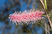 NATIVE WESTERN AUSTRALIAN GREVILLEA PETROPHILOIDES FLOWER SPIKE