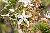 NATIVE WESTERN AUSTRALIAN CALYTRIX TETRAGONA