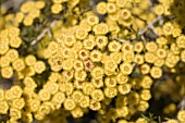 NATIVE WESTERN AUSTRALIAN VERTICORDIA CHRYSANTHA