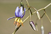 NATIVE WESTERN AUSTRALIAN DIANELLA REVOLUTA