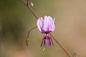 NATIVE WESTERN AUSTRALIAN DICHOPOGON CAPILLIPES