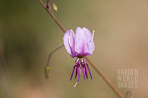 NATIVE_WESTERN_AUSTRALIAN_DICHOPOGON_CAPILLIPES