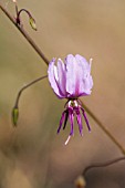 NATIVE WESTERN AUSTRALIAN DICHOPOGON CAPILLIPES