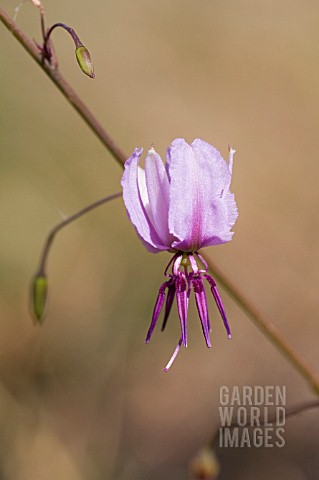 NATIVE_WESTERN_AUSTRALIAN_DICHOPOGON_CAPILLIPES