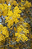 A NATIVE OF QUEENSLAND, ACACIA PODALYRIILFOLIA