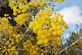 A NATIVE OF QUEENSLAND, ACACIA PODALYRIILFOLIA