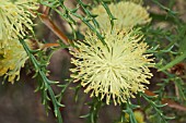 NATIVE WESTERN AUSTRALIAN DRYANDRA POLYCEPHALA