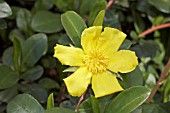 NATIVE AUSTRALIAN EAST COAST CREEPER, HIBBERTIA SCANDENS