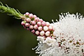 NATIVE WESTERN AUSTRALIAN MELALEUCA HUEGELII