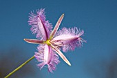 NATIVE WESTERN AUSTRALIAN THYSANOTUS