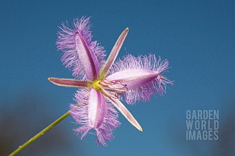 NATIVE_WESTERN_AUSTRALIAN_THYSANOTUS