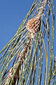 AUSTRALIAN NATIVE CASUARINA CUNNINGHAMIANA SEED CAPSULE, LEAVES AND FEMALE FLOWERS