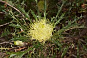 WESTERN AUSTRALIAN DRYANDRA PLANT AND FLOWER