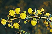 NATIVE WESTERN AUSTRALIAN ACACIA PULCHELLA