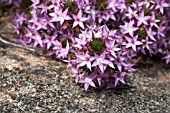 NATIVE WESTERN AUSTRALIAN CALYTRIX SHRUB