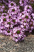 NATIVE WESTERN AUSTRALIAN CALYTRIX SHRUB