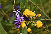 NATIVE WESTERN AUSTRALIAN HARDENBERGIA COMPTONIANA (PURPLE) AND ACACIA PULCHELLA (YELLOW)