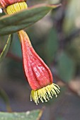 NATIVE WESTERN AUSTRALIAN EUCALYPTUS FORRESTIANA