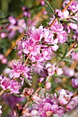 NATIVE WESTERN AUSTRALIAN HYPOCALYMMA ROBUSTUM IN FULL FLOWER