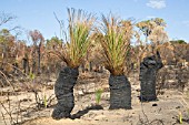 NEW GREEN SHOOTS GROWING OUT OF BURNT NATIVE WESTERN AUSTRALIAN XANTHORRHOEA GRASS TREES AFTER A BUSHFIRE