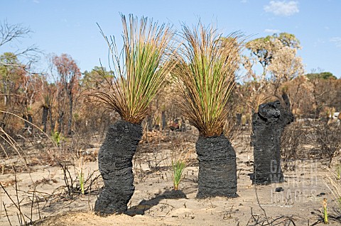 NEW_GREEN_SHOOTS_GROWING_OUT_OF_BURNT_NATIVE_WESTERN_AUSTRALIAN_XANTHORRHOEA_GRASS_TREES_AFTER_A_BUS